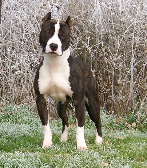 Jjax Larums Power Pak | American Pit Bull Terrier 