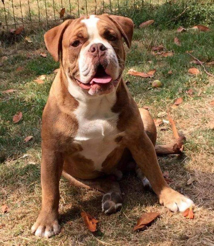 NBBZ Tygger | Olde English Bulldogge 