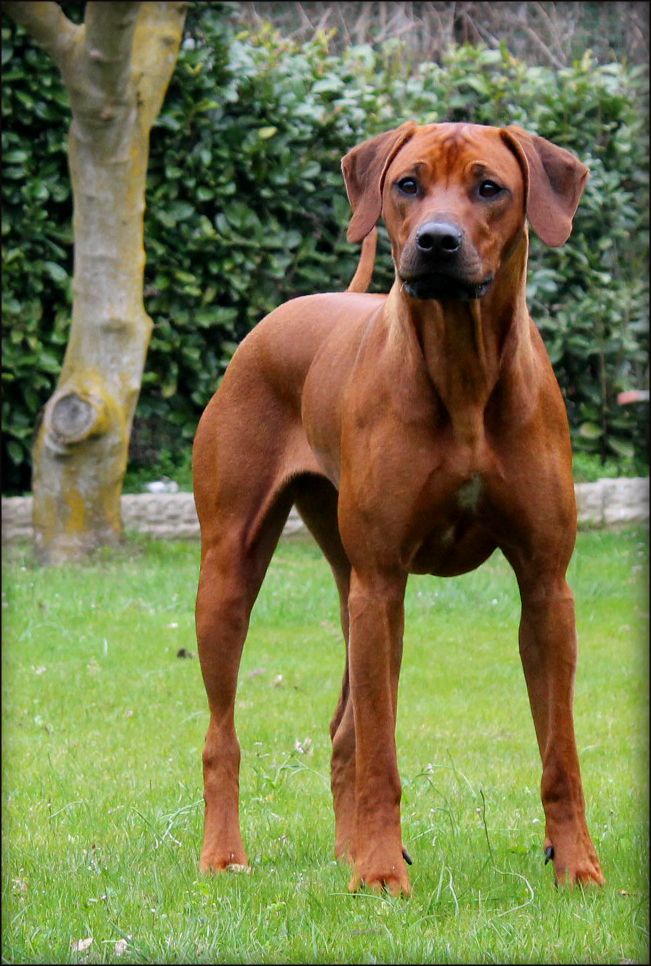 Dakota Cubo Moka | Rhodesian Ridgeback 