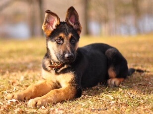 Sarge Carlson | German Shepherd Dog 