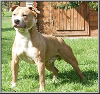 Fat - Boy - Slim du Grand Molosse | American Staffordshire Terrier 