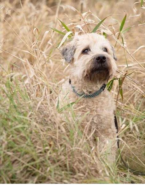 Jack Frost | Soft Coated Wheaten Terrier 