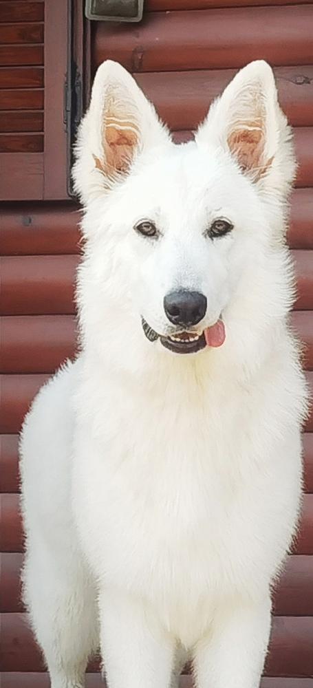 Zoe II de la Real Corte de las Arcanas | White Swiss Shepherd Dog 