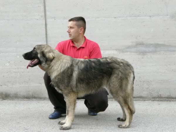 Heda od stankoviCa | Yugoslavian Shepherd Dog-Sarplaninac 