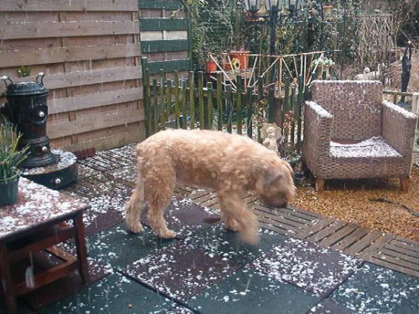 Senna   d,anja | Bouvier des Flandres 