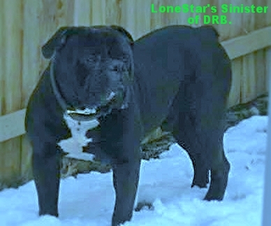 LoneStar's Sinister of DRB | Olde English Bulldogge 