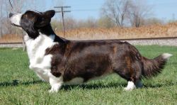 Yasashiikuma Smoky Mountn Maid | Cardigan Welsh Corgi 