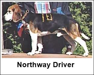 Northway Driver | Beagle 