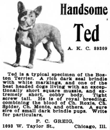 Handsome Ted (089309) | Boston Terrier 