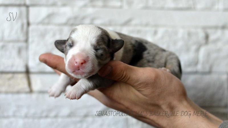 SEVASTOPOLSKIY VALS BASKERVILLE DOG | Cardigan Welsh Corgi 