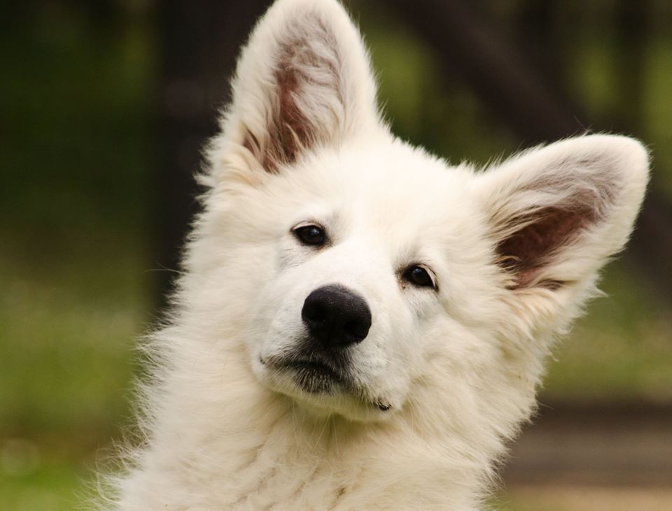 Teia la Gebrada | White Swiss Shepherd Dog 