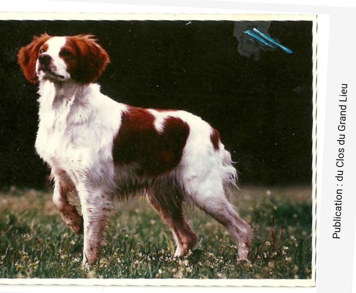 GINA du Clos du Grand Lieu | Brittany 