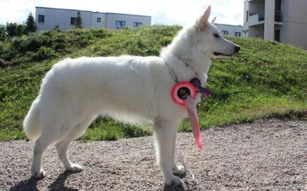 White Dream Dancer Bright Moon | White Swiss Shepherd Dog 