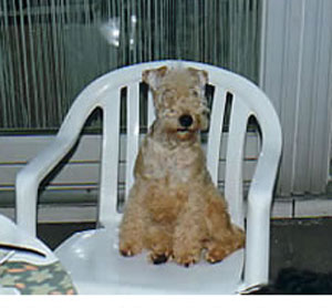 Cita Da'Capo Von Der Canis-Burg | Lakeland Terrier 