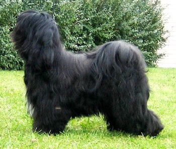 KUAI LE GOU'S FABULOUS FICTIONFLASH | Tibetan Terrier 