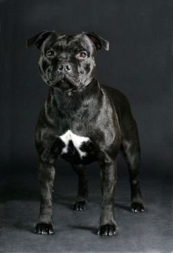 Ceraljo Ace of Hearts | Staffordshire Bull Terrier 