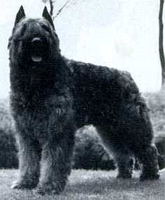 Grando Jannette v.d. Rozenheerd | Bouvier des Flandres 