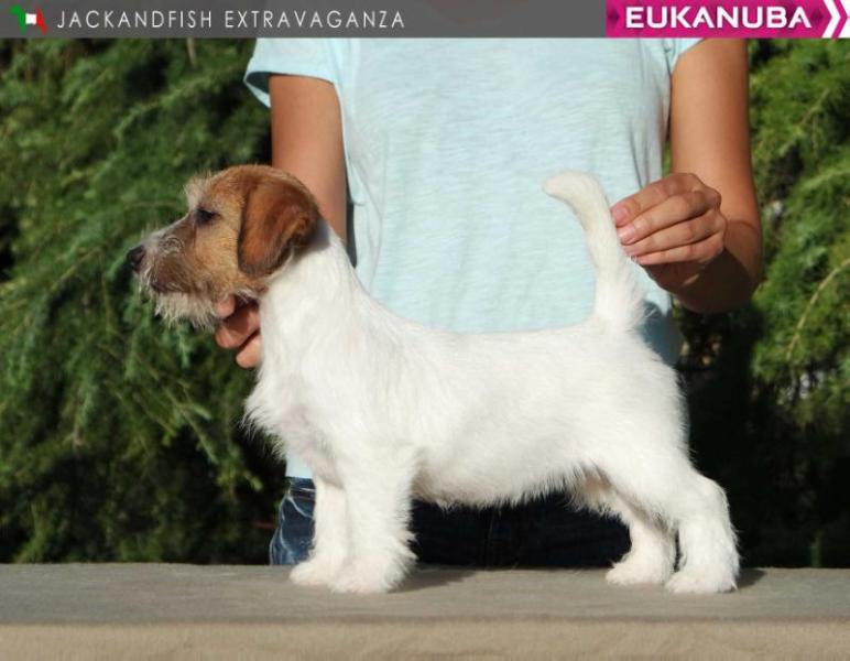 Jackandfish Extravaganza | Jack Russell Terrier 