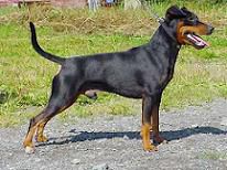 Theneican s de Cheline | Miniature Pinscher 