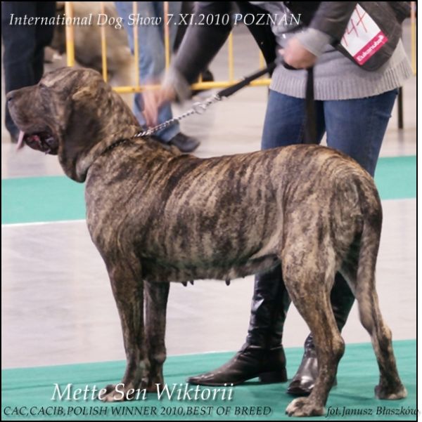 Mette Sen Wiktorii | Fila Brasileiro 