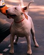 Grim gordi | Bull Terrier 