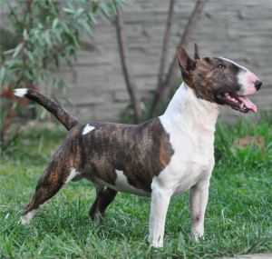 GARRI POTER | Miniature Bull Terrier 