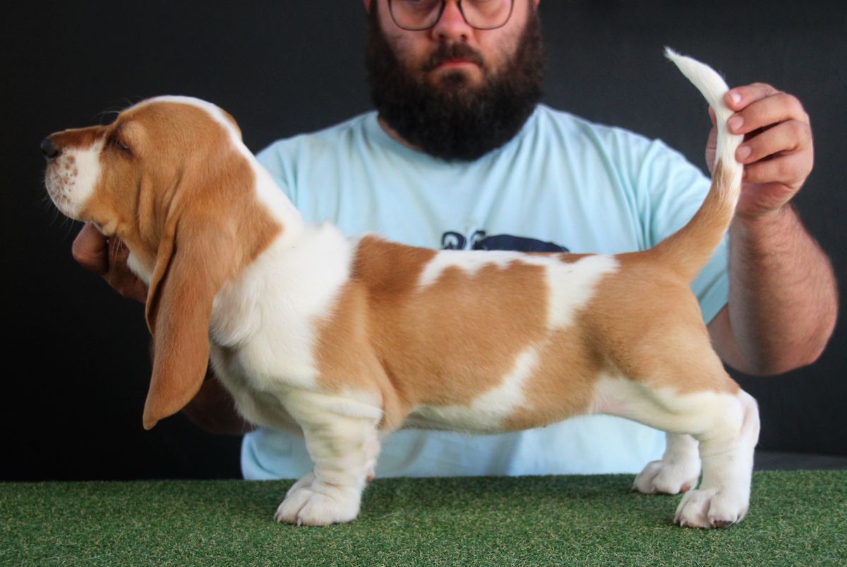 Bassefied Katinka | Basset Hound 