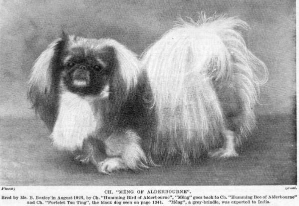 Meng of Alderbourne | Pekingese 