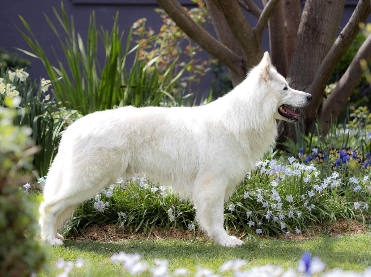 Owecarose Dynamite N Flames | White Swiss Shepherd Dog 