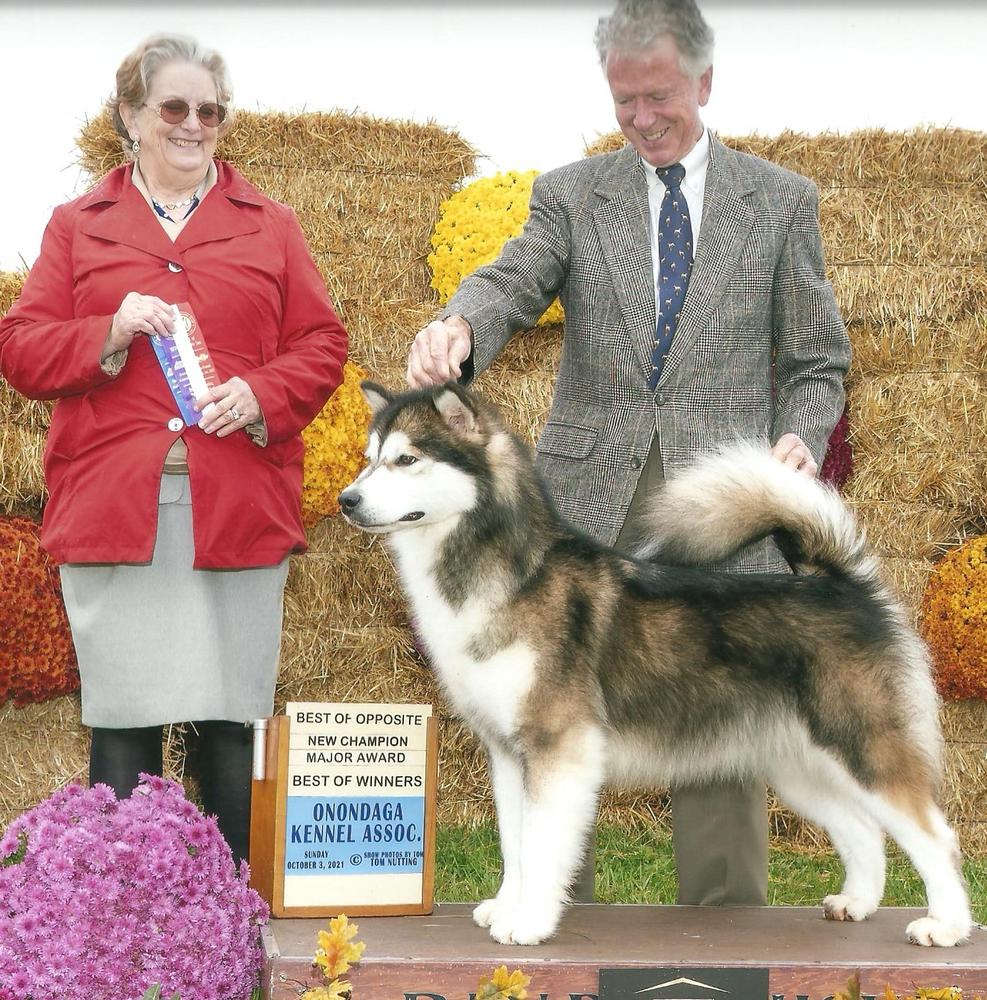 Uyak Tornado Tess | Alaskan Malamute 