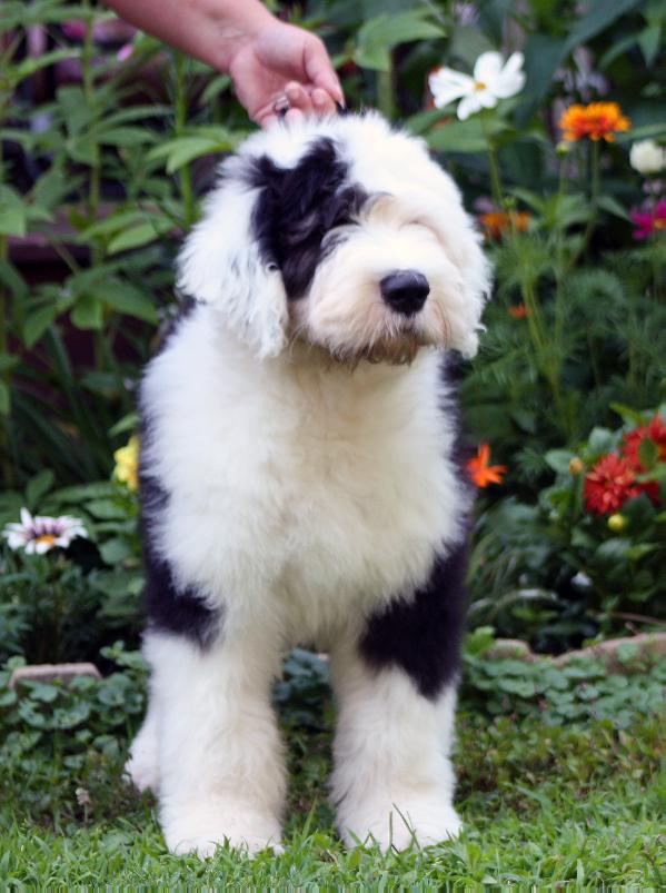 Reata's Santiago | Old English Sheepdog 