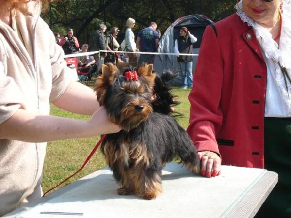 Dare Devil Crazy | Yorkshire Terrier 