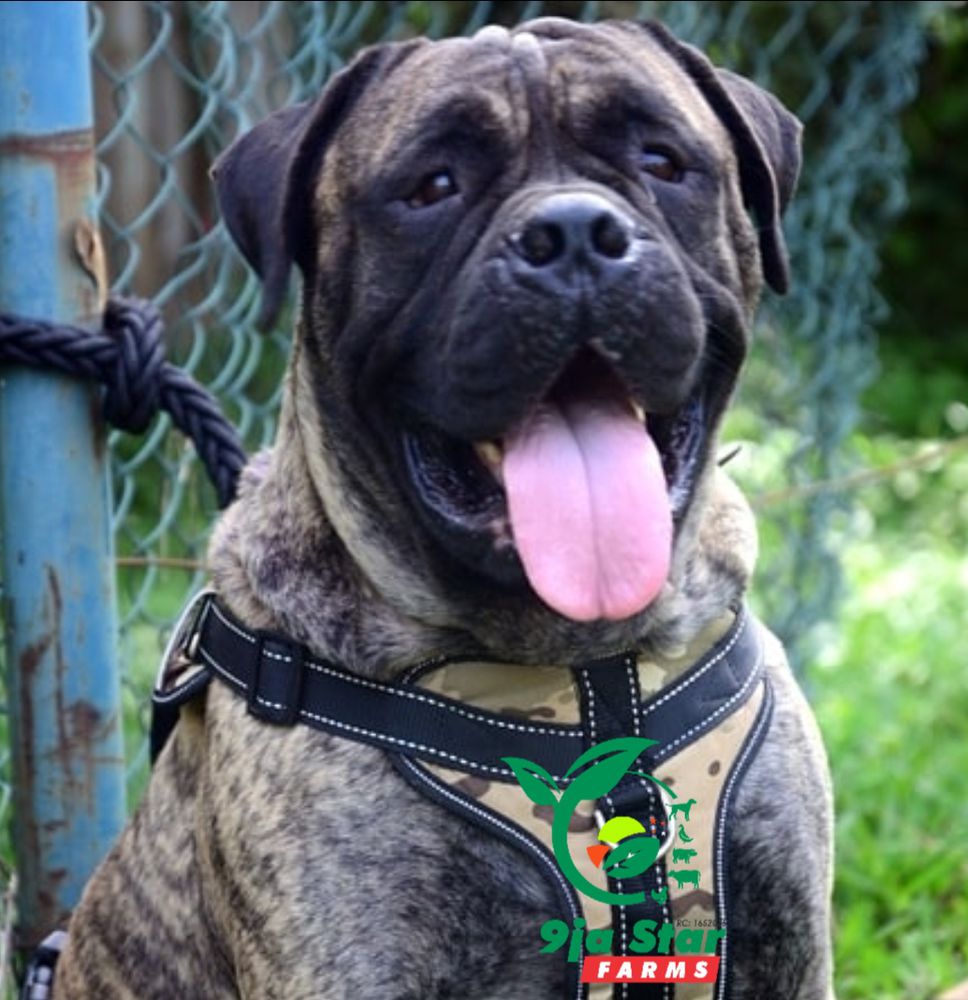 Rasta of 9ja Star Farms | Bullmastiff 