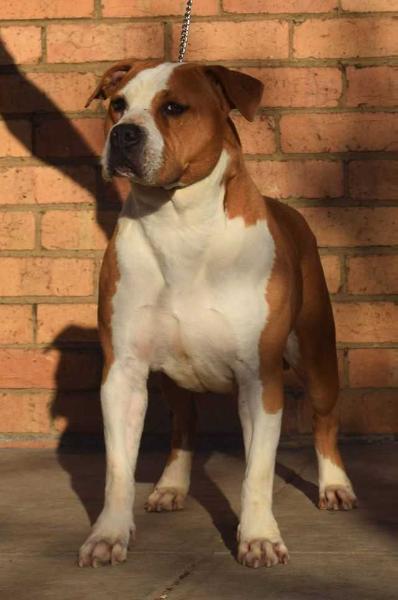 Concise Wildfire | American Staffordshire Terrier 