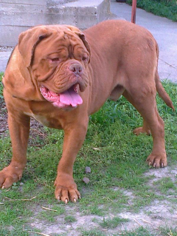 Torelo Urban Sohos | Dogue de Bordeaux 