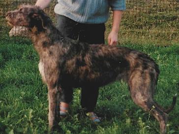 Mac Magach's Cheryl | Irish Wolfhound 