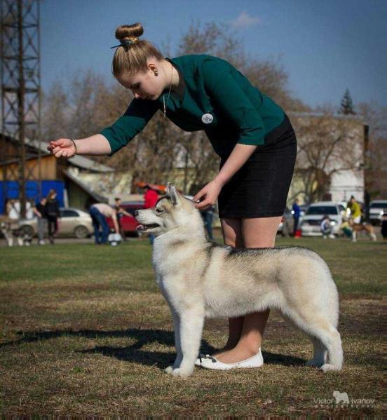 Pakira Stars Ivolga | Siberian Husky 