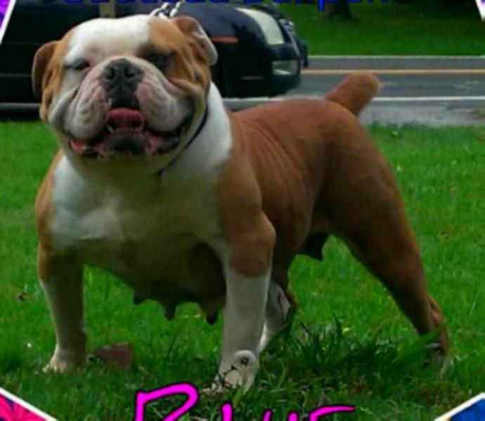 SAUCEDA Blue | Olde English Bulldogge 