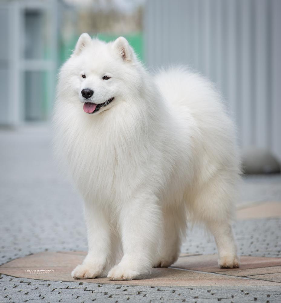 Arkties Šypsena Winterwhite Caramelo | Samoyed 