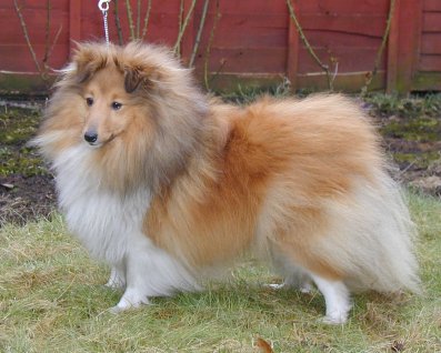 Degallo Sunstreak | Shetland Sheepdog 