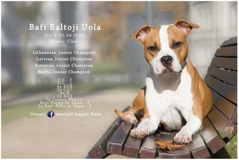 BAFI BALTOJI UOLA | American Staffordshire Terrier 
