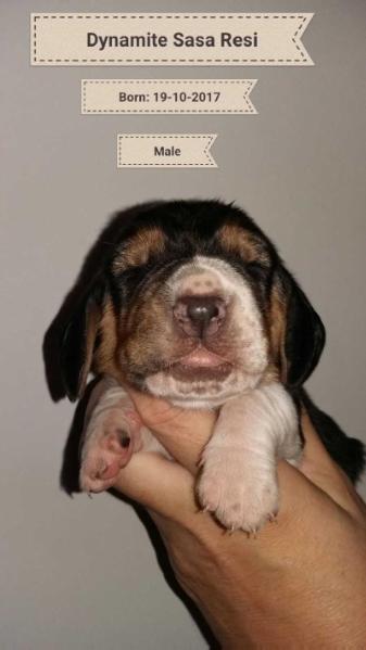 Dynamite of Sasa Resi | Basset Hound 