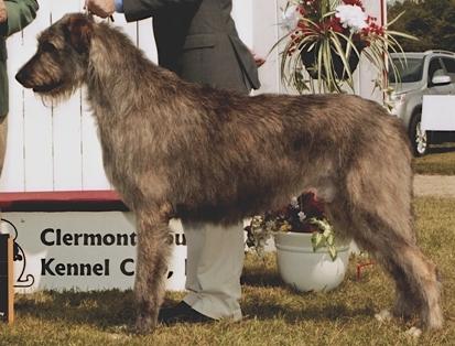 Bainbridge Frank Sinatra | Irish Wolfhound 