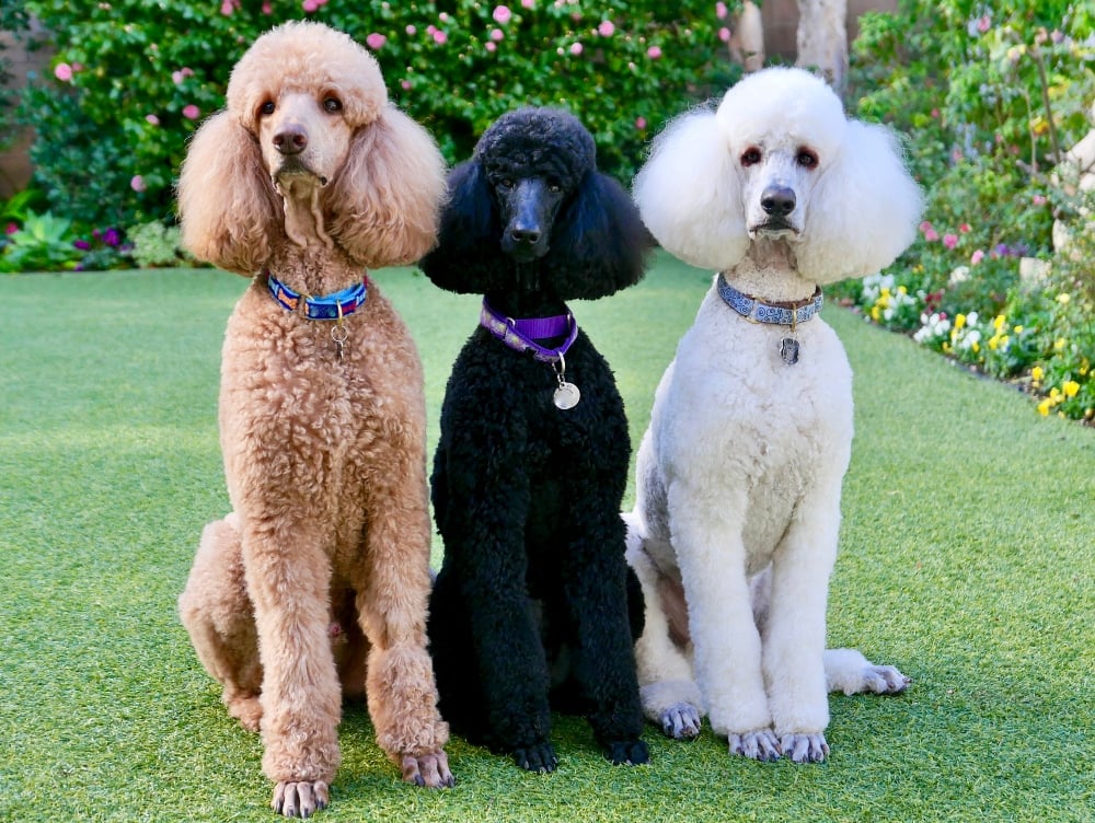 Poodle (Standard)