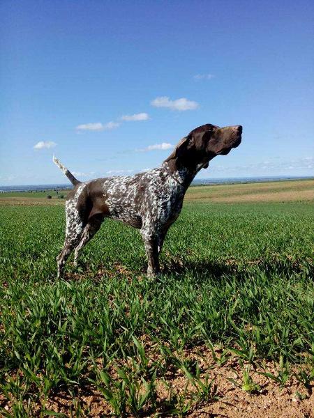 Aradensis Jotta | German Shorthaired Pointer 