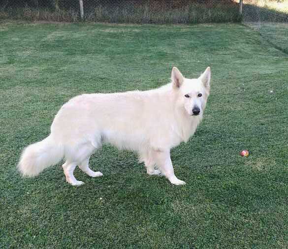 DUKE OF HAZZARD Mountain Wolves | White Swiss Shepherd Dog 