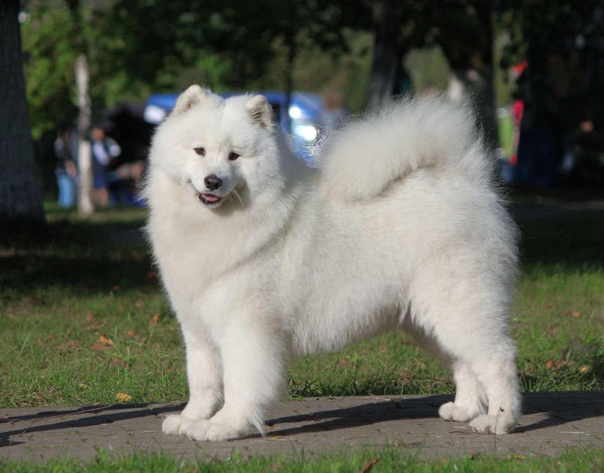 Florence Wolf's Trail | Samoyed 