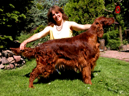 Vicary's XUNI | Irish Setter 