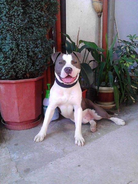 Argir Blue King of Ring's BISMASTER | American Staffordshire Terrier 