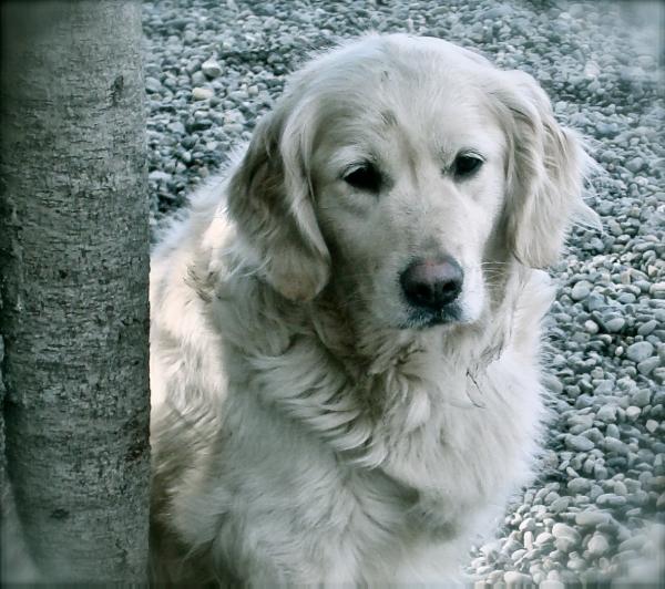 X-Trail Alaska's Jewel Golden Angels of Oberach | Golden Retriever 